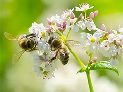 Oneroot Honey product photo